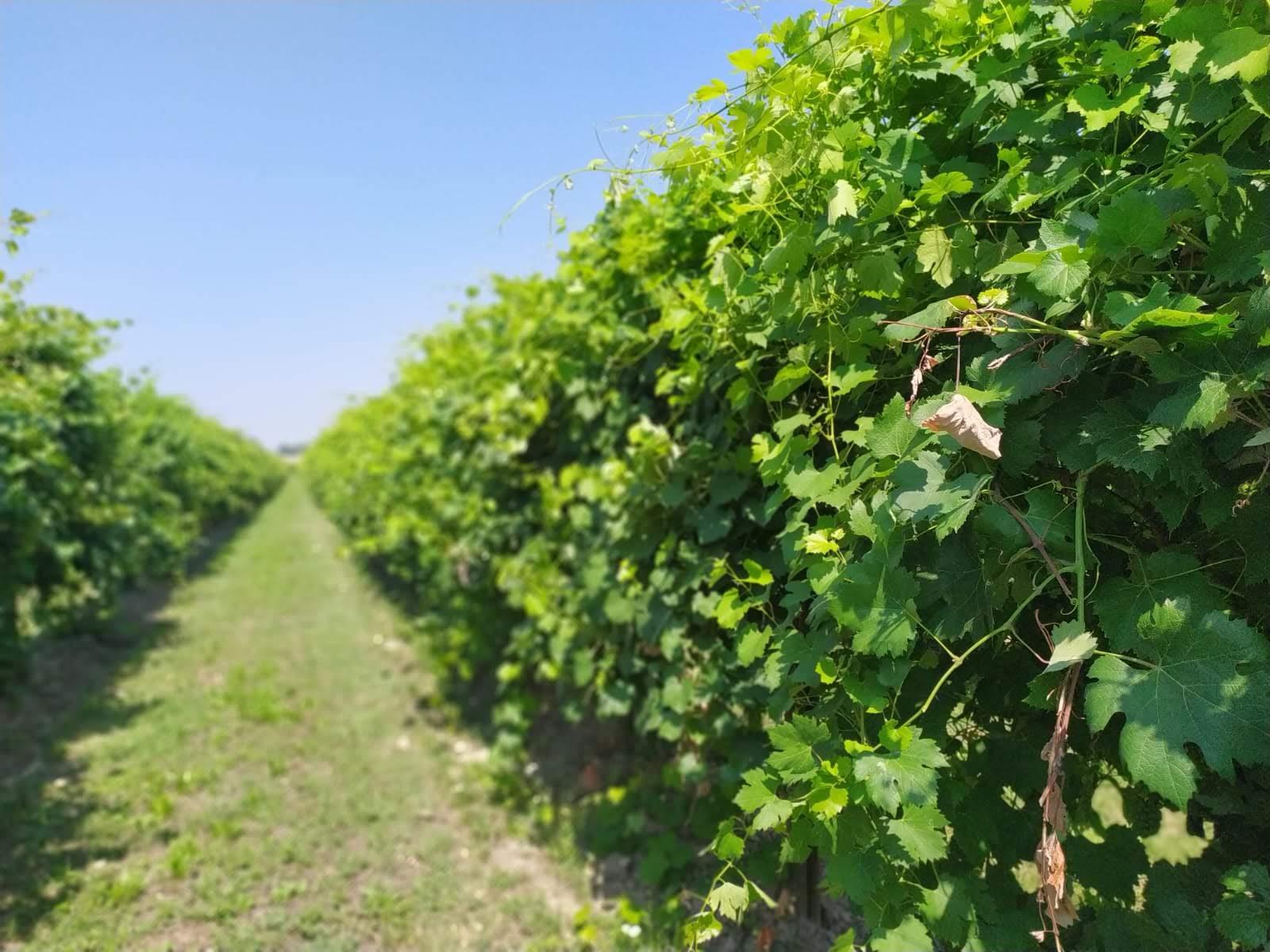 cantina divinja dettaglio vigna