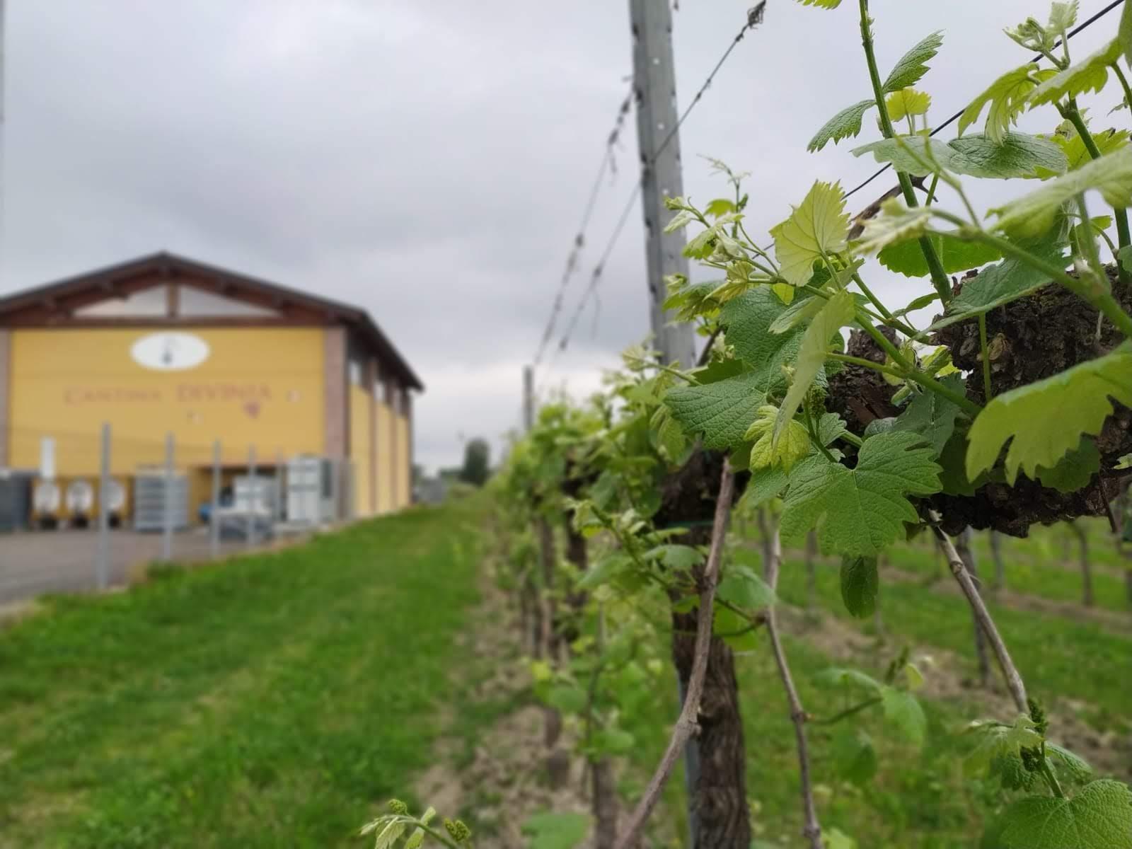 cantina divinja esterno vigna