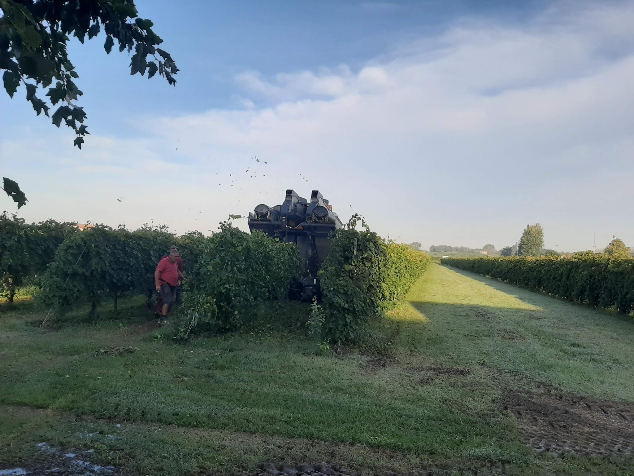 cantina divinja lavoro vigna