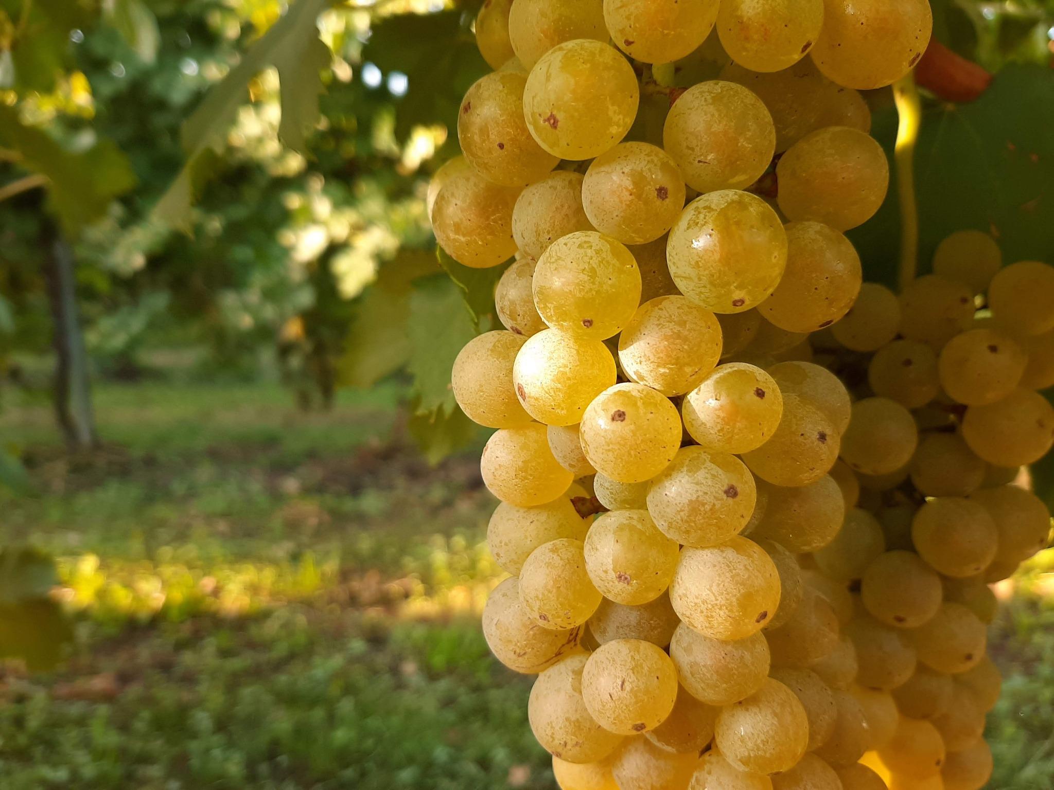 cantina divinja uva