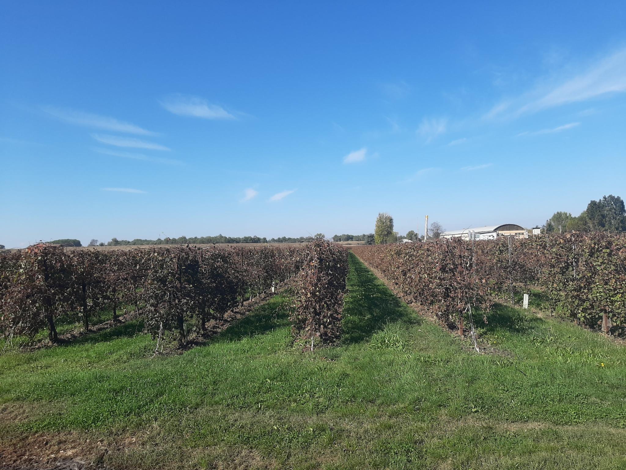 cantina divinja vigna cielo